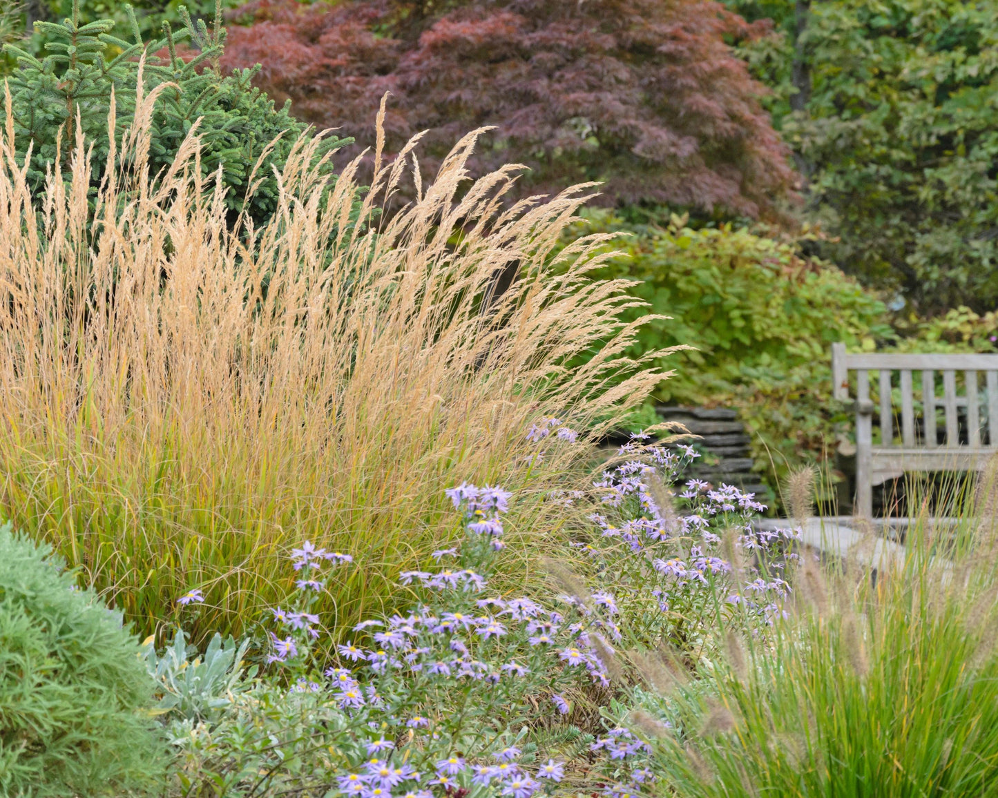 G0039 Grass Calamagrostis × Acutiflora Karl Foerster - View 2 from www redcrocus com