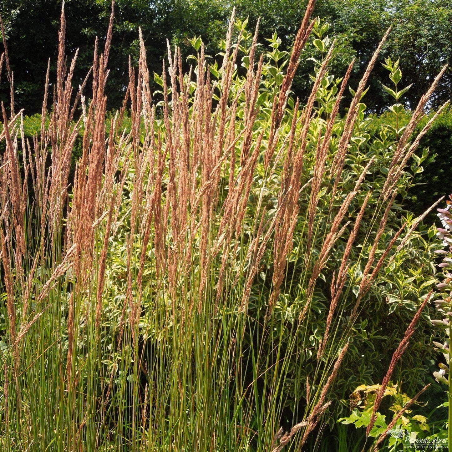 G0039 Grass Calamagrostis Acutiflora Karl Foerster - View 3 from www redcrocus com