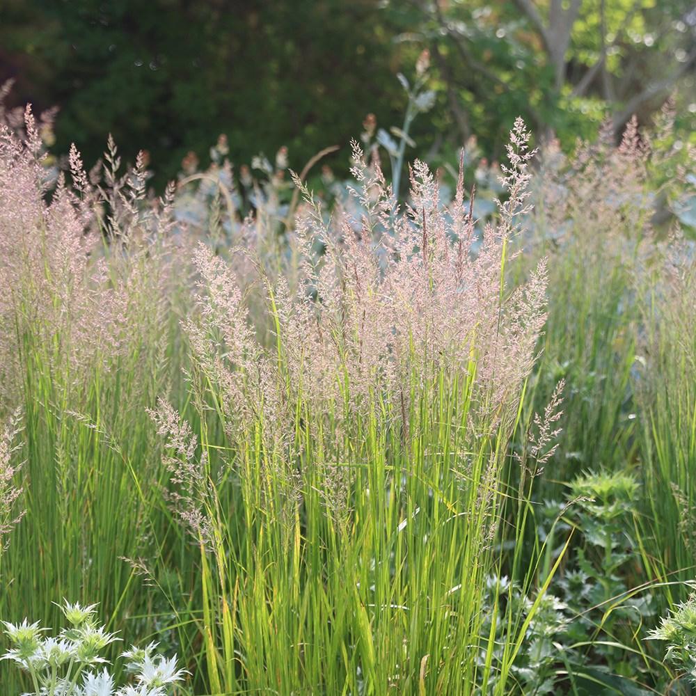 G0039 Grass Calamagrostis Acutiflora Karl Foerster - View 4 from www redcrocus com
