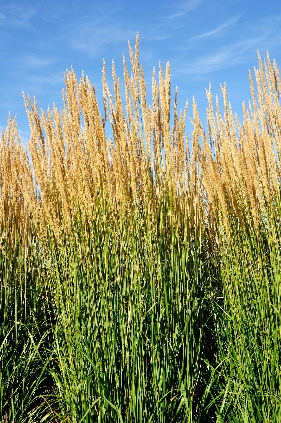 G0039 Grass Calamagrostis × Acutiflora Karl Foerster - View 6 from www redcrocus com