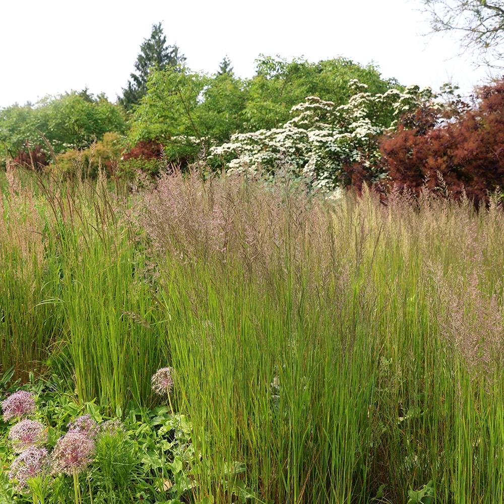 G0039 Grass Calamagrostis × Acutiflora Karl Foerster - View 7 from www redcrocus com