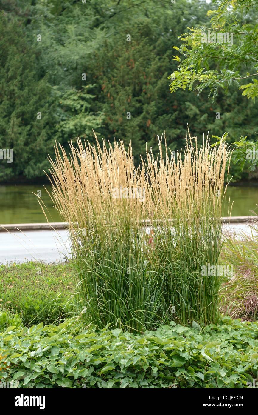 G0039 Grass Calamagrostis × Acutiflora Karl Foerster - View 8 from www redcrocus com