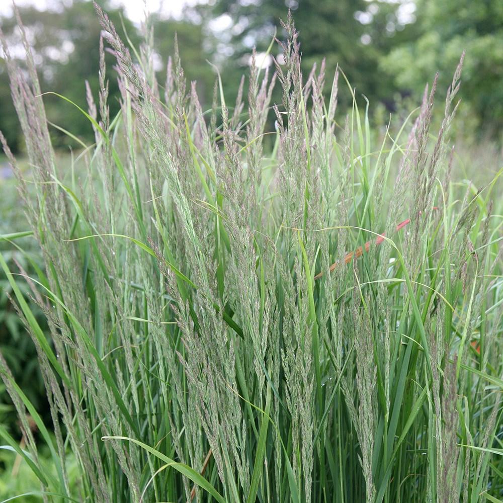 G0039 Grass Calamagrostis × Acutiflora Karl Foerster - View 9 from www redcrocus com
