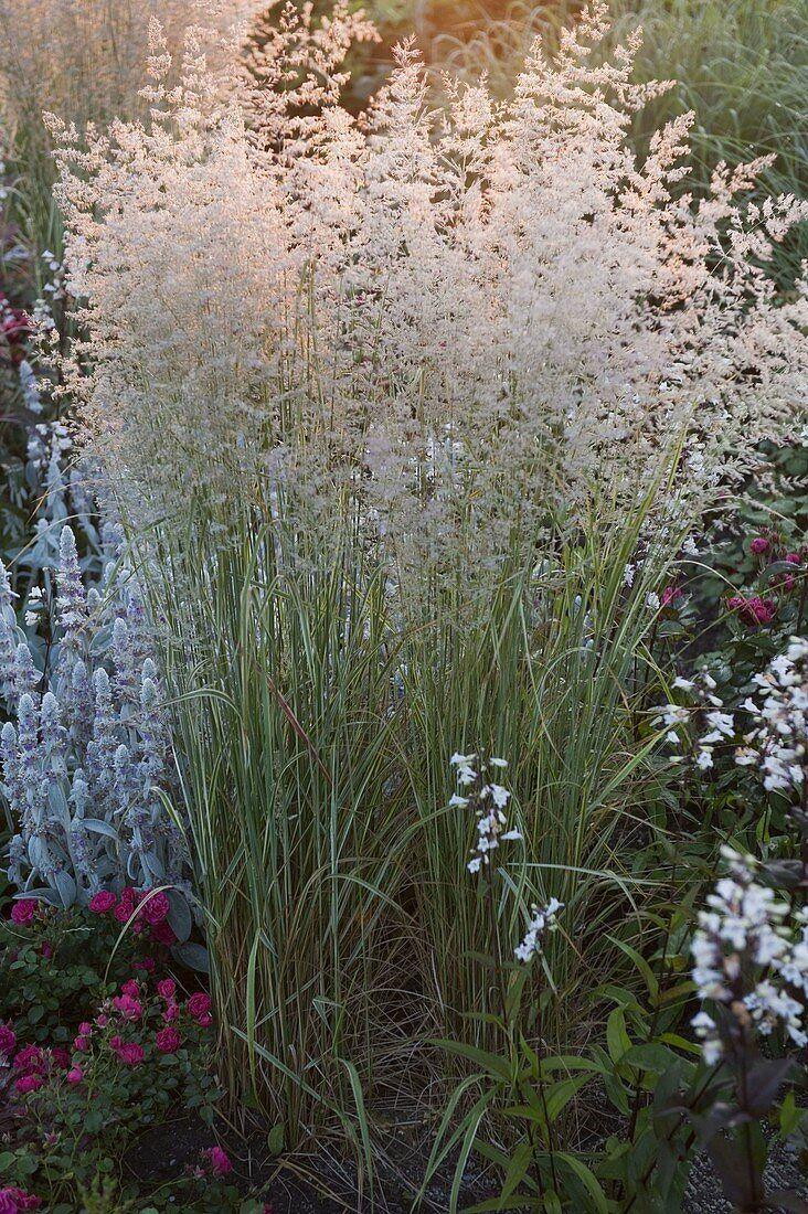 G0040 Grass Calamagrostis X Acutiflora Overdam - View 10 from www redcrocus com