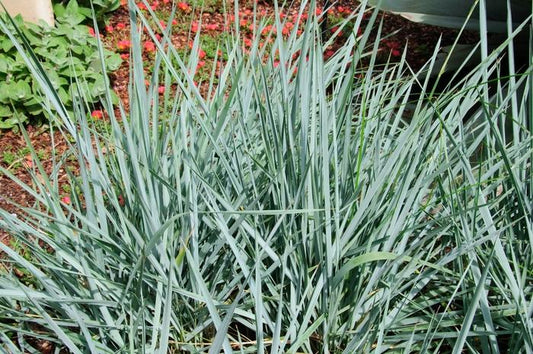 G0043 Grass Leymus Arenarius Blue Dune - View 11 from www redcrocus com