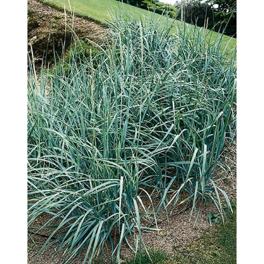 G0043 Grass Leymus Arenarius Blue Dune - View 15 from www redcrocus com
