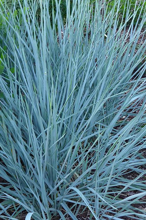 G0043 Grass Leymus Arenarius Blue Dune - View 18 from www redcrocus com