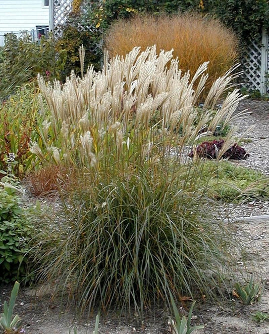 G0045 Grass Miscanthus Sinensis Adagio - View 11 from www redcrocus com