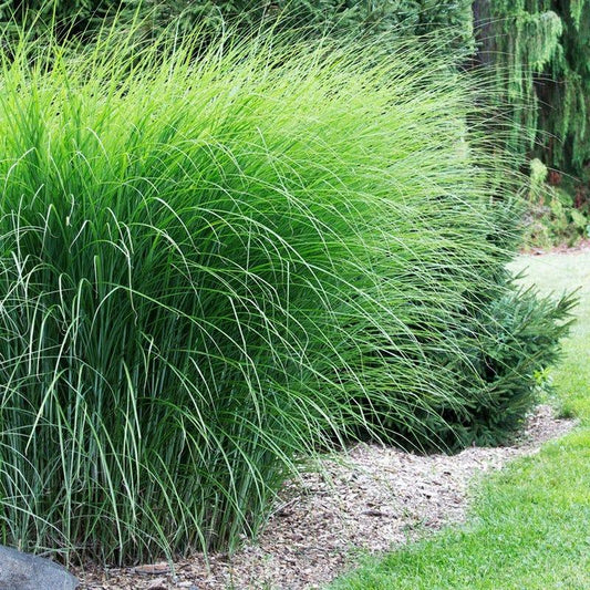 G0049 Grass Miscanthus Sinensis Gracillimus - View 10 from www redcrocus com
