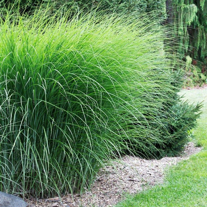 G0049 Grass Miscanthus Sinensis Gracillimus - View 10 from www redcrocus com