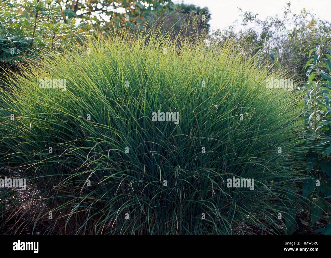 G0049 Grass Miscanthus Sinensis Gracillimus - View 11 from www redcrocus com