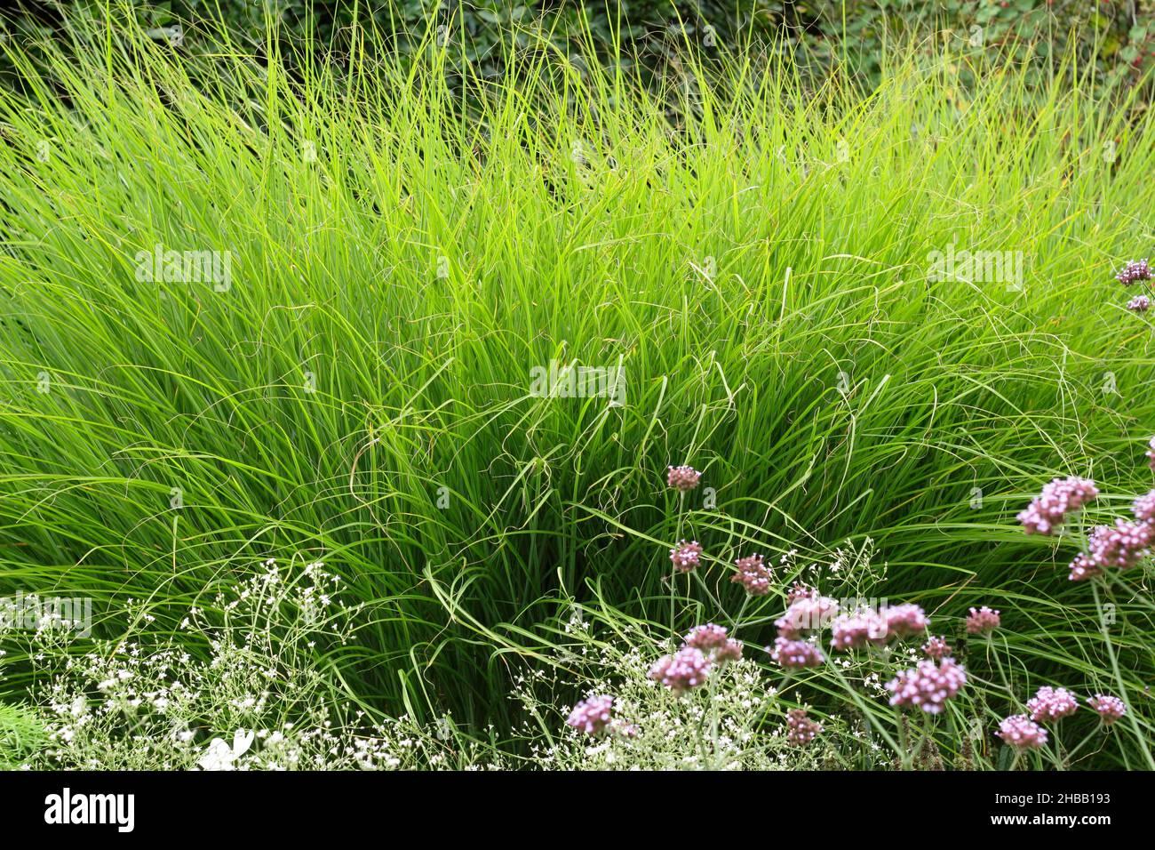 G0049 Grass Miscanthus Sinensis Gracillimus - View 12 from www redcrocus com