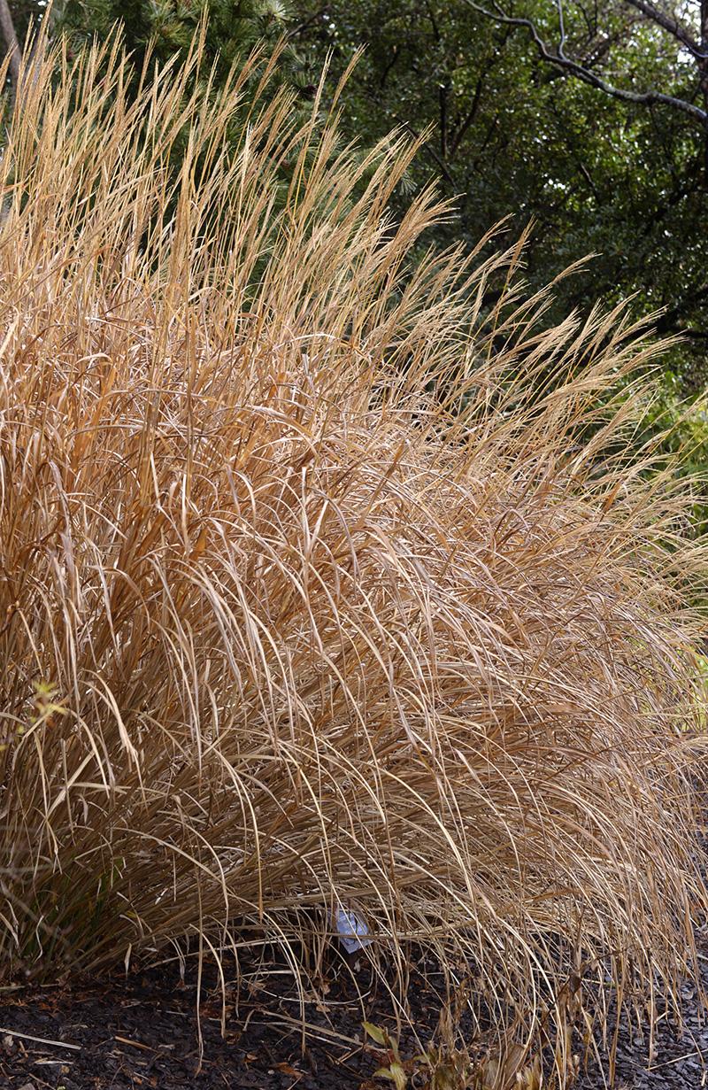 G0049 Grass Miscanthus Sinensis Gracillimus - View 13 from www redcrocus com