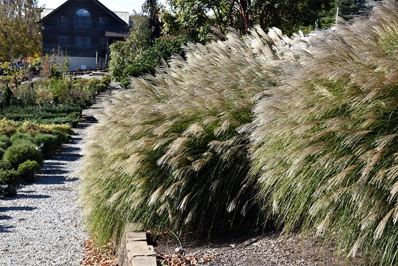 G0049 Grass Miscanthus Sinensis Gracillimus - View 15 from www redcrocus com