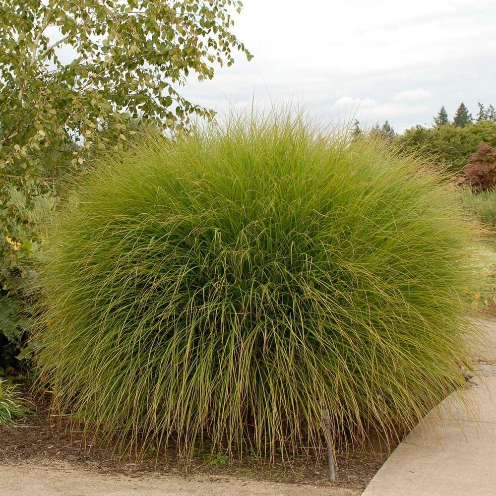 G0049 Grass Miscanthus Sinensis Gracillimus - View 16 from www redcrocus com