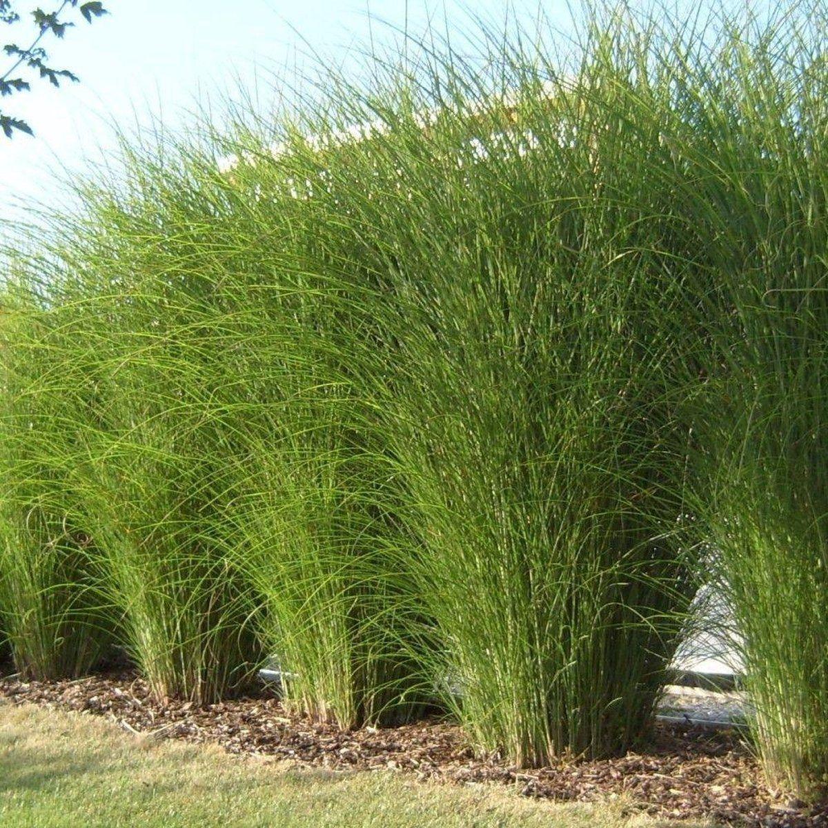 G0049 Grass Miscanthus Sinensis Gracillimus - View 17 from www redcrocus com