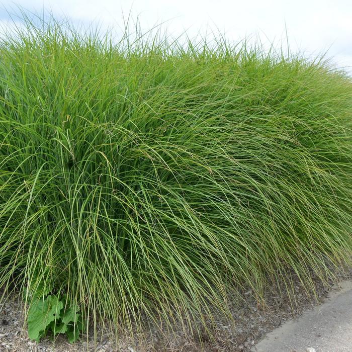 G0049 Grass Miscanthus Sinensis Gracillimus - View 18 from www redcrocus com