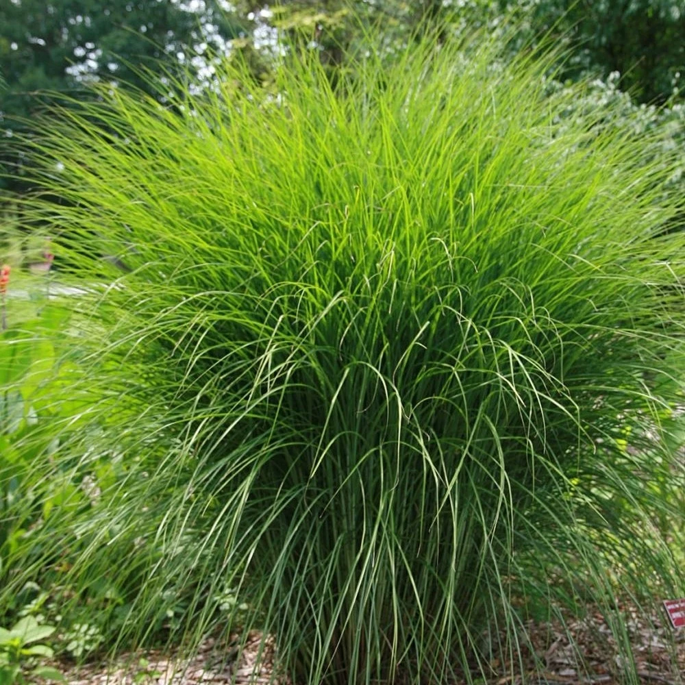 G0049 Grass Miscanthus Sinensis Gracillimus - View 18 from www redcrocus com