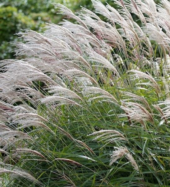 G0049 Grass Miscanthus Sinensis Gracillimus - View 19 from www redcrocus com
