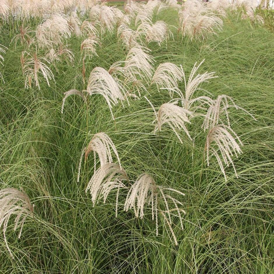 G0049 Grass Miscanthus Sinensis Gracillimus - View 2 from www redcrocus com