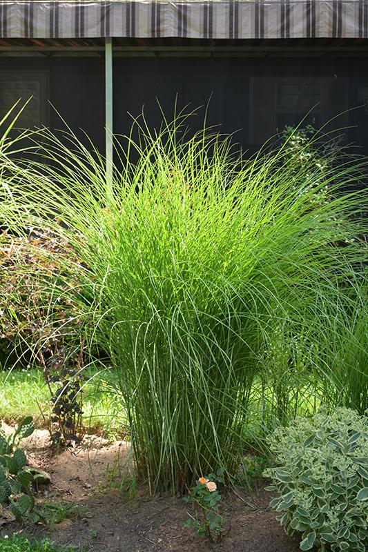 G0049 Grass Miscanthus Sinensis Gracillimus - View 3 from www redcrocus com