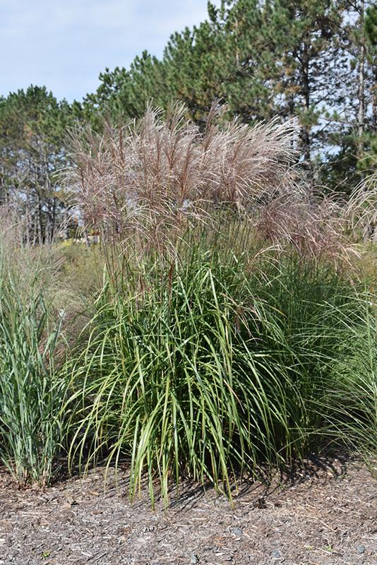 G0049 Grass Miscanthus Sinensis Gracillimus - View 4 from www redcrocus com