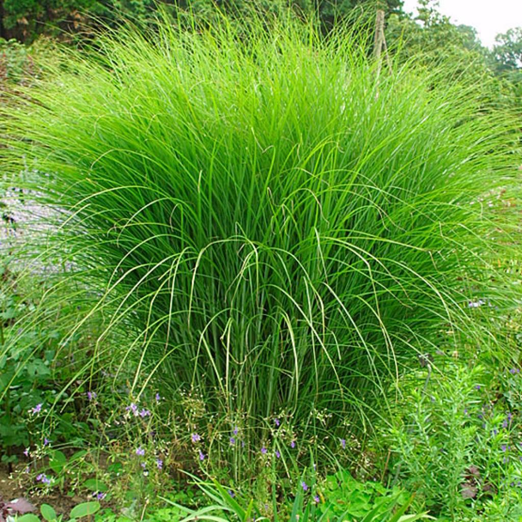 G0049 Grass Miscanthus Sinensis Gracillimus - View 6 from www redcrocus com