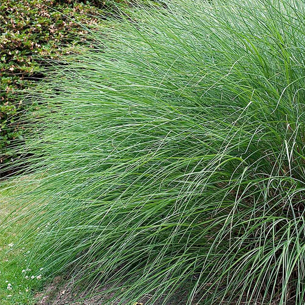 G0049 Grass Miscanthus Sinensis Gracillimus - View 7 from www redcrocus com