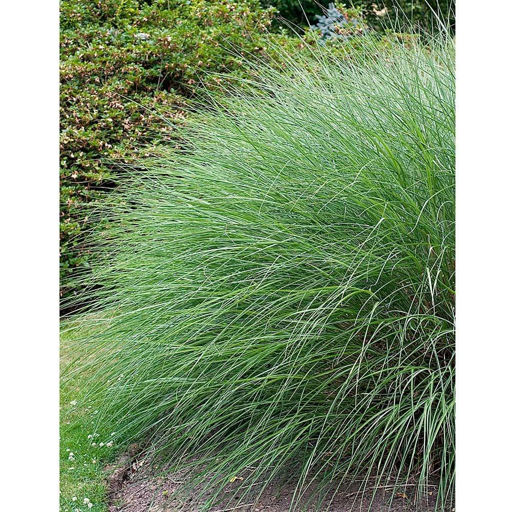 G0049 Grass Miscanthus Sinensis Gracillimus - View 8 from www redcrocus com