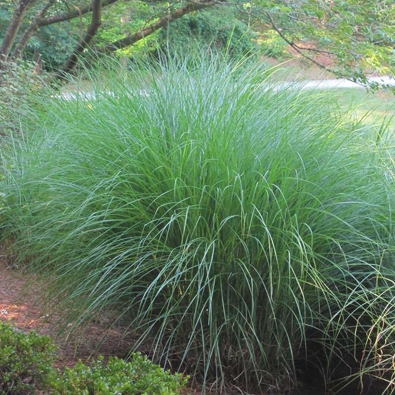 G0049 Grass Miscanthus Sinensis Gracillimus - View 9 from www redcrocus com
