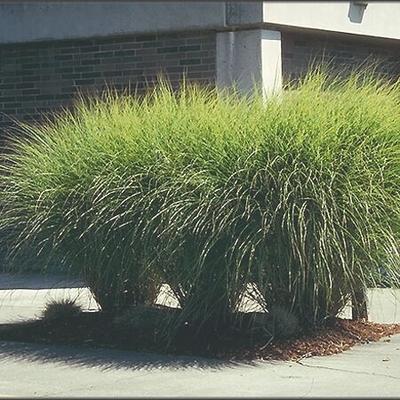 G0050 Grass Miscanthus Sinensis Graziella - View 14 from www redcrocus com