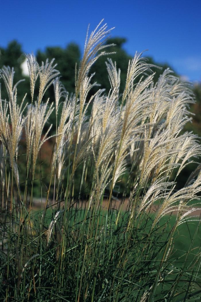 G0050 Grass Miscanthus Sinensis Graziella - View 16 from www redcrocus com