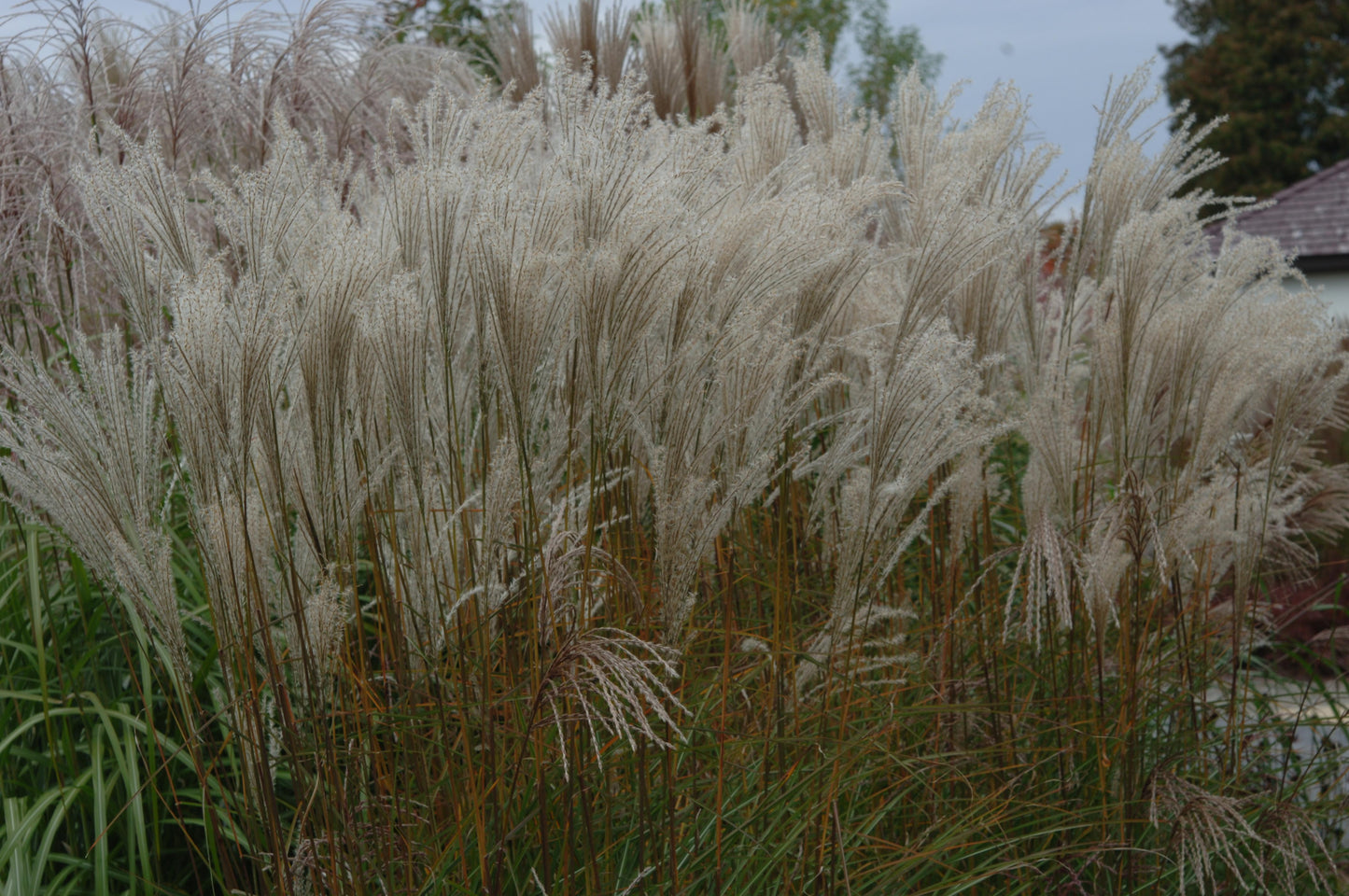 G0050 Grass Miscanthus Sinensis Graziella - View 1 from www redcrocus com