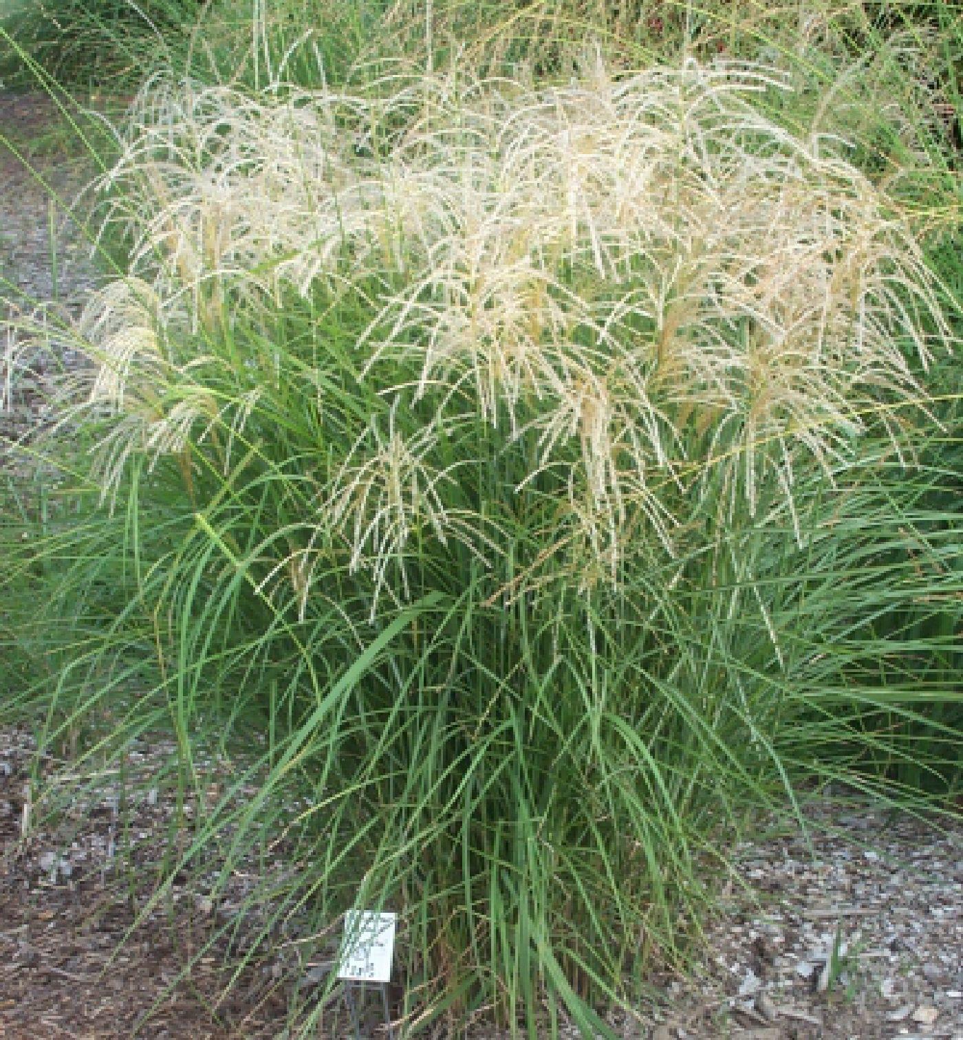 G0050 Grass Miscanthus Sinensis Graziella - View 5 from www redcrocus com