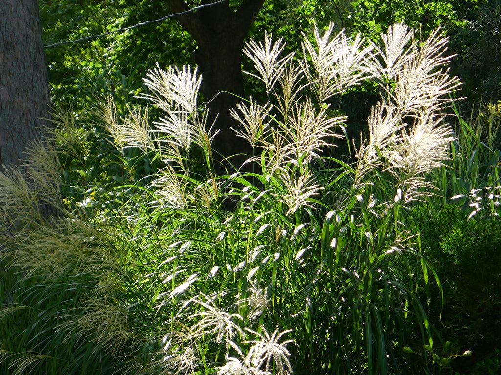 G0050 Grass Miscanthus Sinensis Graziella - View 7 from www redcrocus com