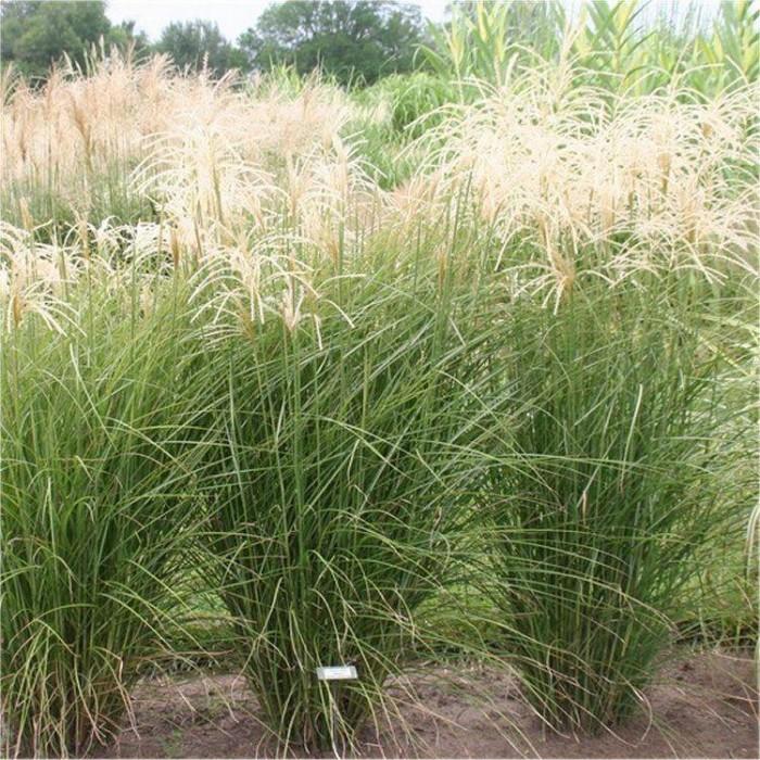 G0050 Grass Miscanthus Sinensis Graziella - View 8 from www redcrocus com