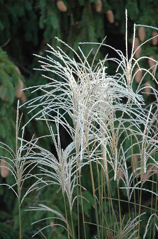 G0050 Grass Miscanthus Sinensis Graziella - View 9 from www redcrocus com