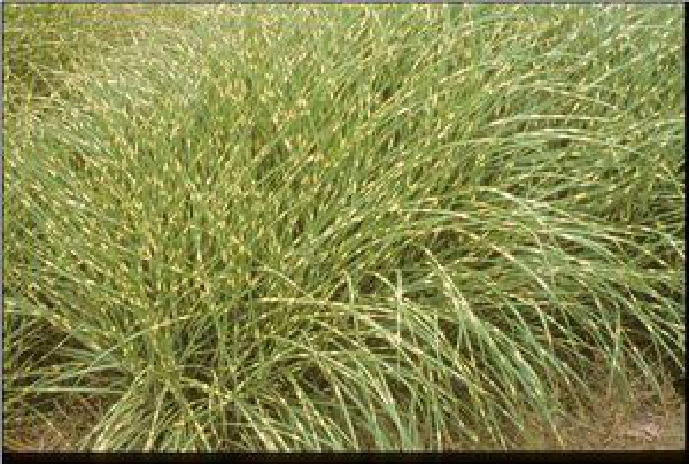 G0052 Grass Miscanthus Sinensis Little Zebra - View 10 from www redcrocus com