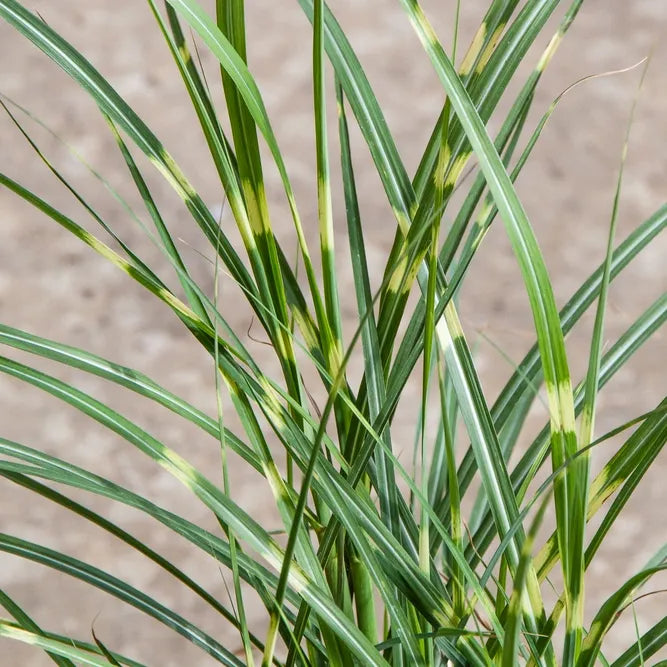 G0052 Grass Miscanthus Sinensis Little Zebra - View 17 from www redcrocus com