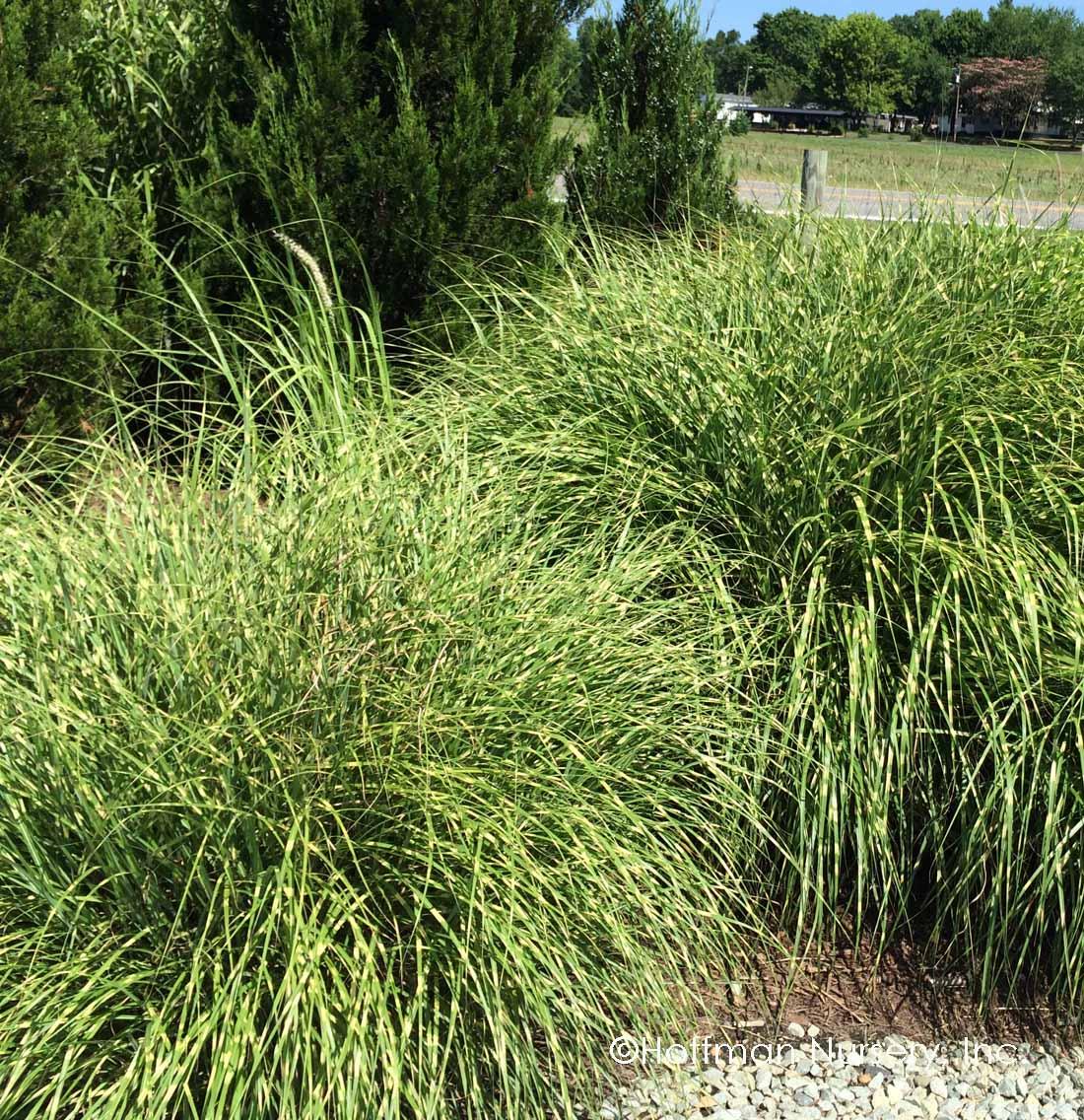G0052 Grass Miscanthus Sinensis Little Zebra - View 1 from www redcrocus com