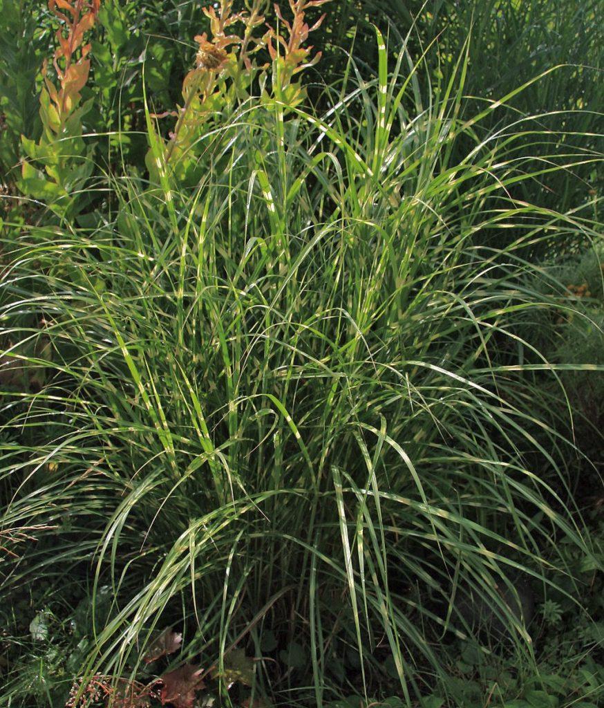 G0052 Grass Miscanthus Sinensis Little Zebra - View 5 from www redcrocus com