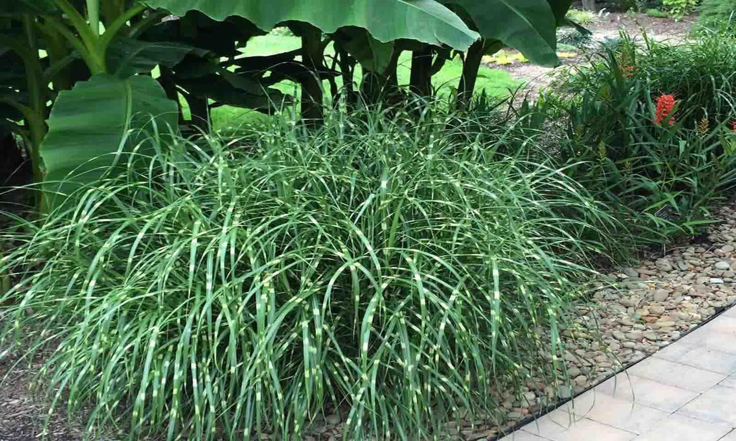 G0052 Grass Miscanthus Sinensis Little Zebra - View 7 from www redcrocus com