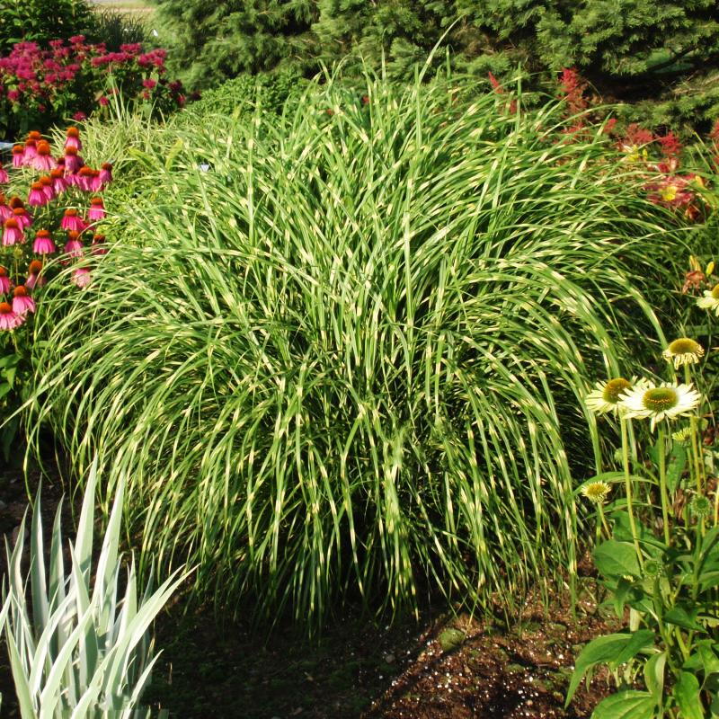 G0052 Grass Miscanthus Sinensis Little Zebra - View 9 from www redcrocus com