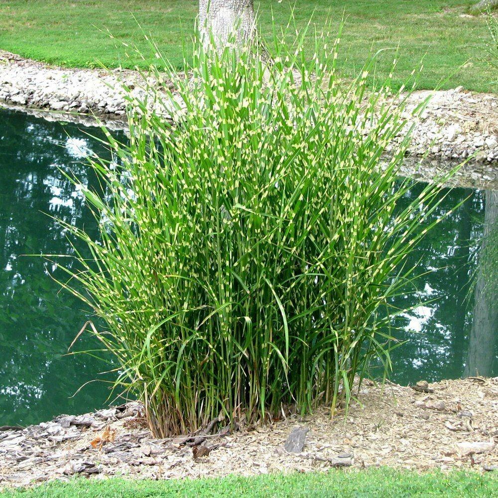 G0054 Grass Miscanthus Sinensis Strictus - View 12 from www redcrocus com