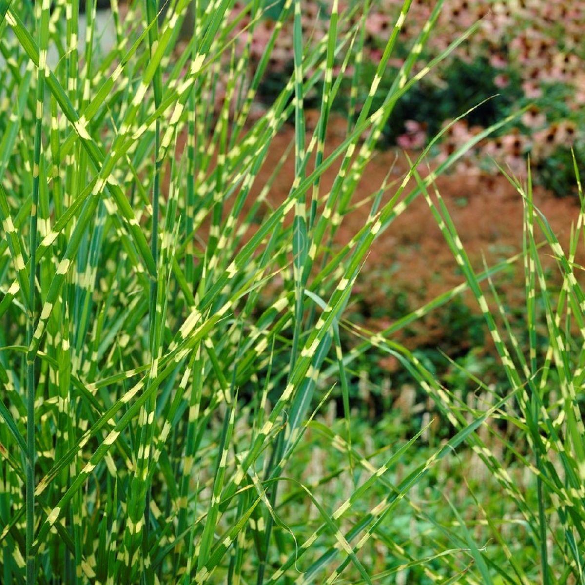 G0054 Grass Miscanthus Sinensis Strictus - View 13 from www redcrocus com
