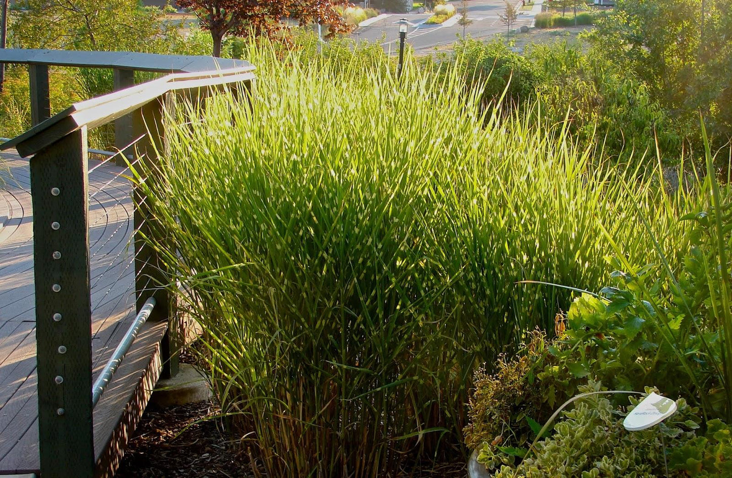 G0054 Grass Miscanthus Sinensis Strictus - View 16 from www redcrocus com