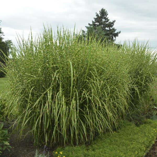 G0054 Grass Miscanthus Sinensis Strictus - View 19 from www redcrocus com