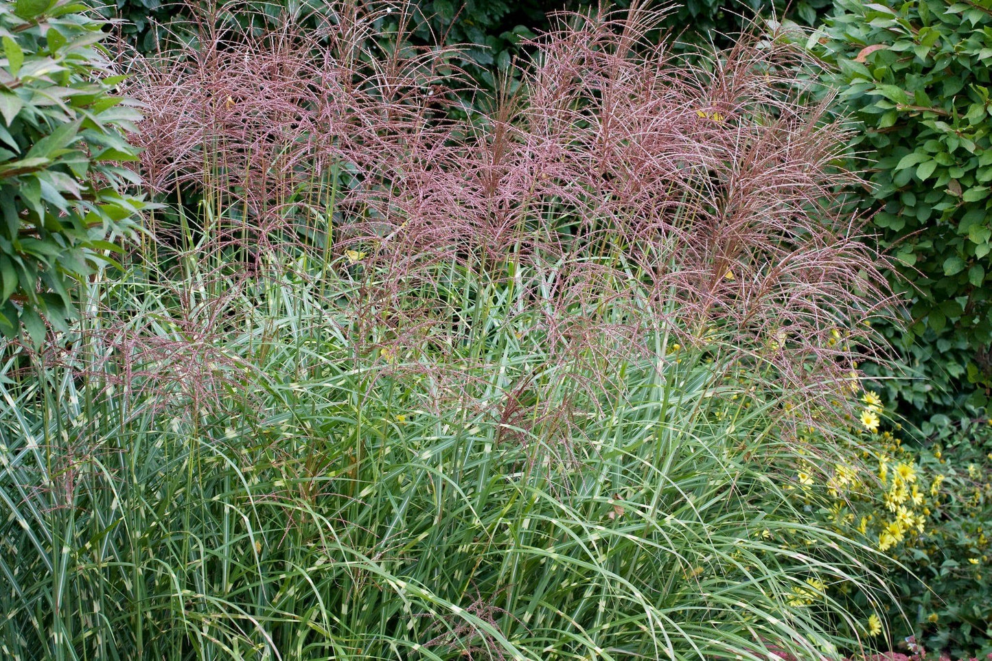 G0054 Grass Miscanthus Sinensis Strictus - View 1 from www redcrocus com