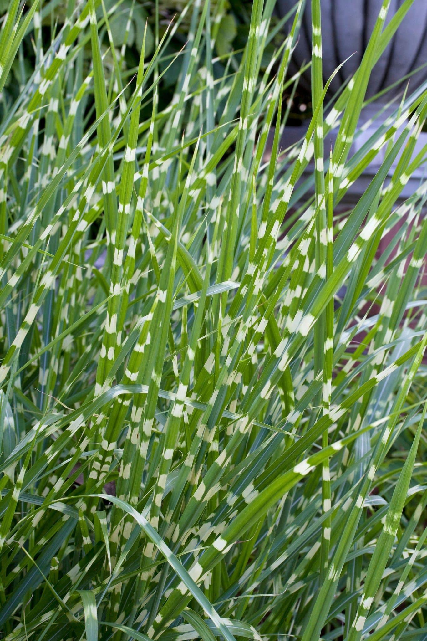 G0054 Grass Miscanthus Sinensis Strictus - View 2 from www redcrocus com
