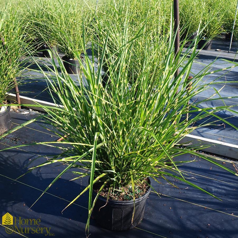 G0054 Grass Miscanthus Sinensis Strictus - View 3 from www redcrocus com